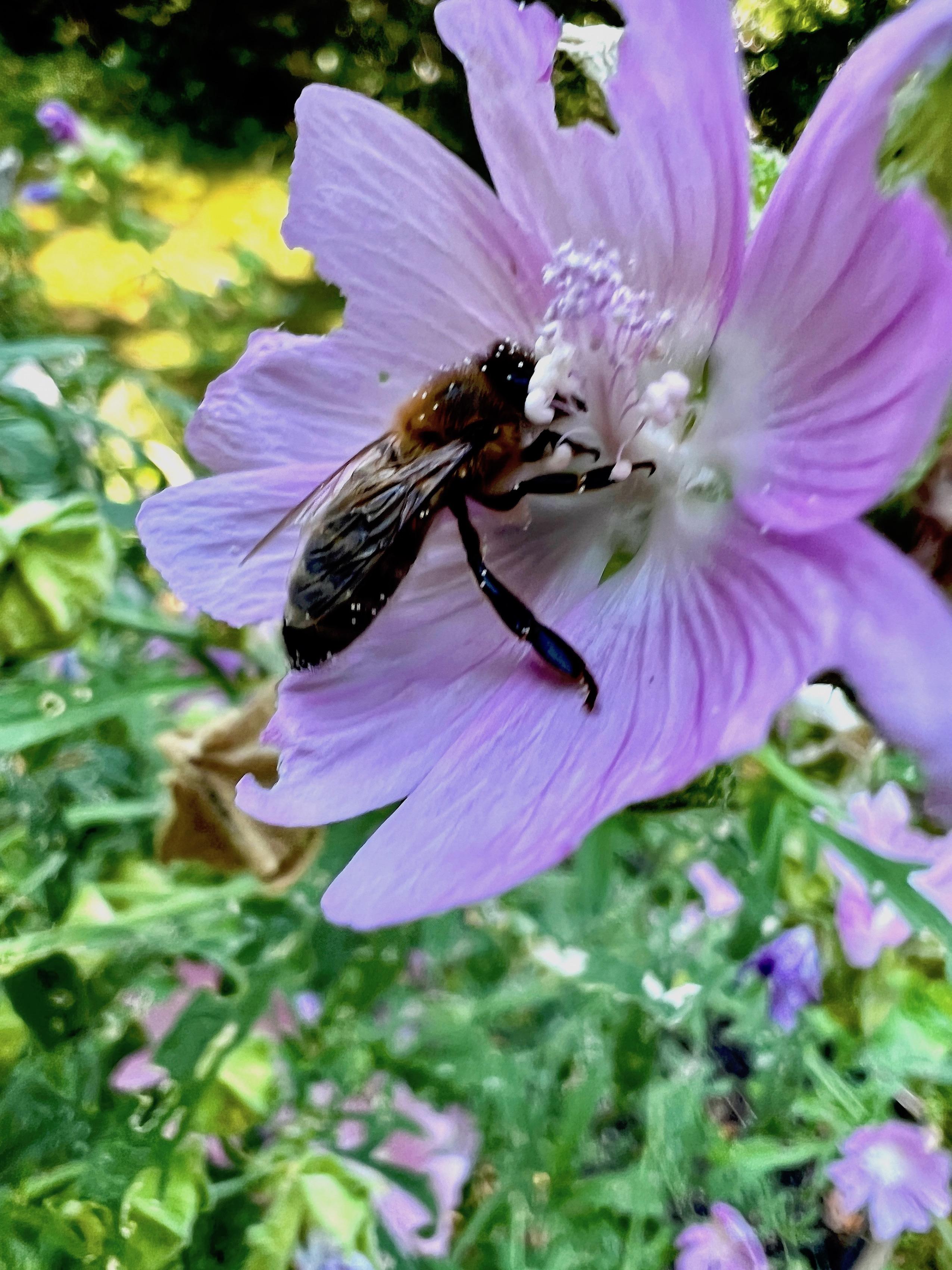 Themenwoche Bienen