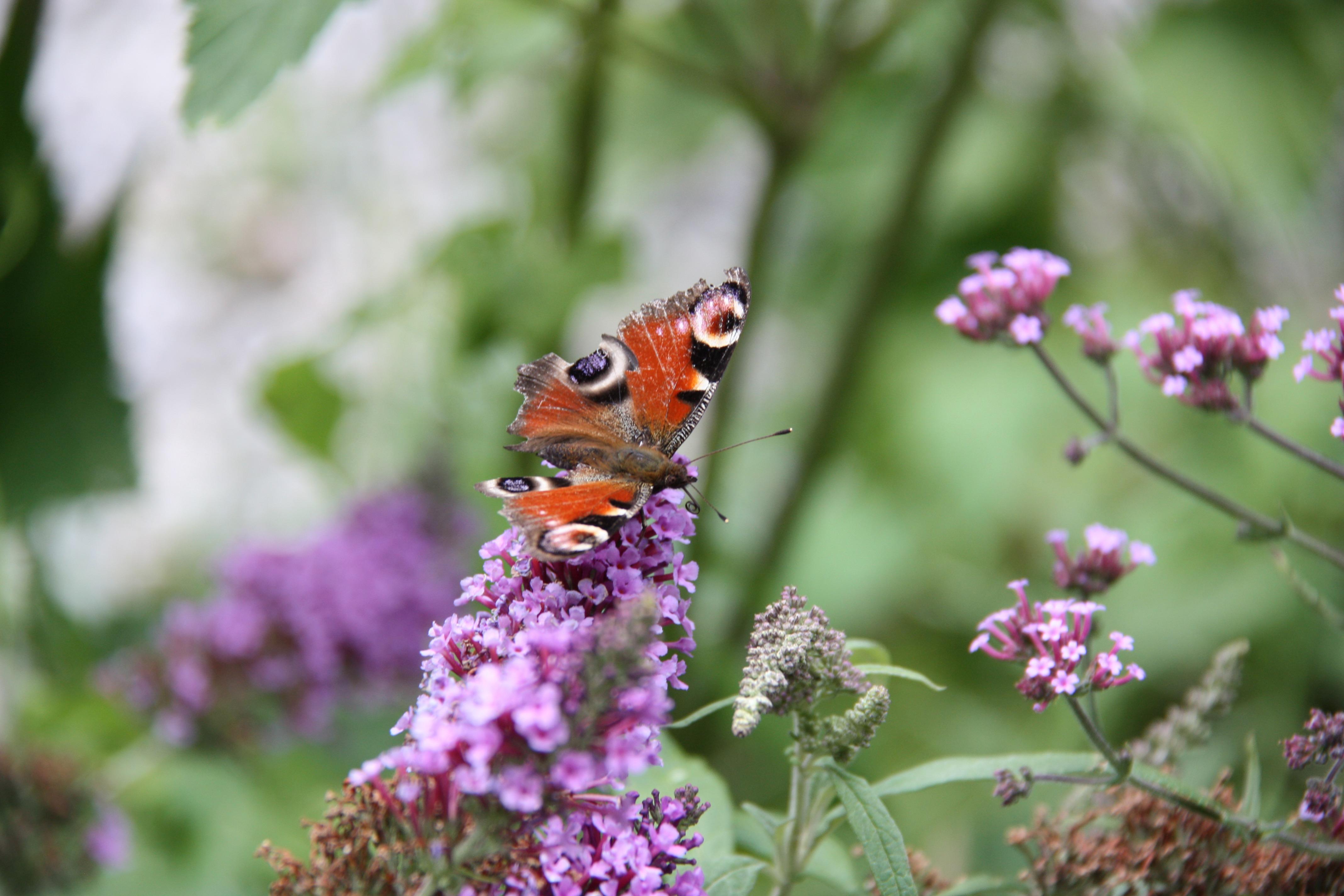 Themenwoche Bienen
