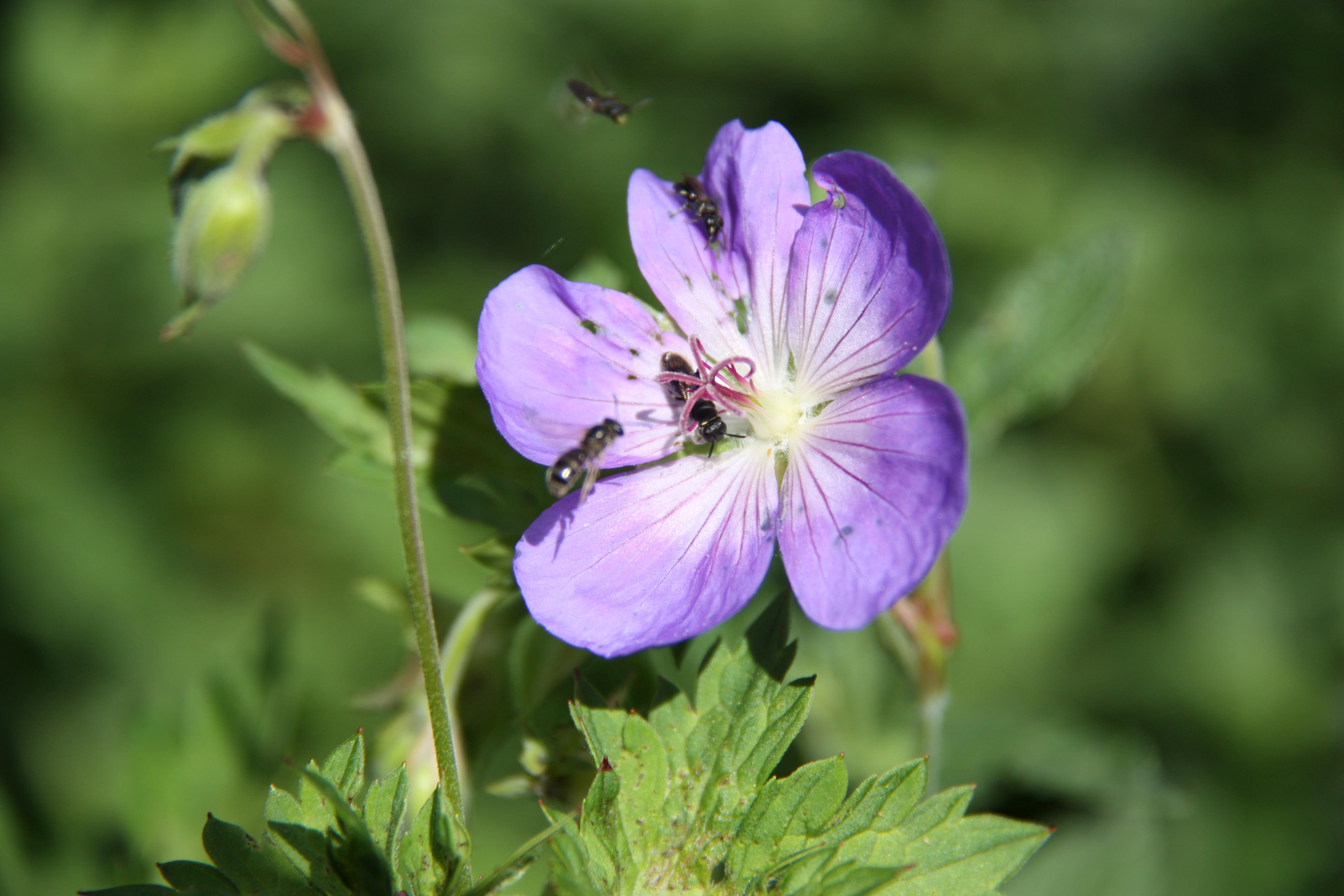 Themenwoche Bienen